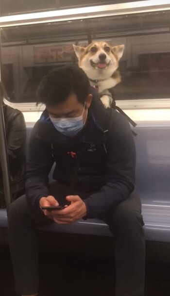 Empresas locales producen bolsas adaptadas