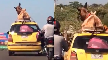 La historia del burro que