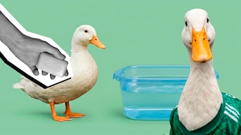 No todos usarán la playera del Tri: la realidad de adoptar un pato como Merlín
