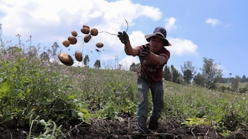 Pequeños productores agropecuarios se beneficiarán