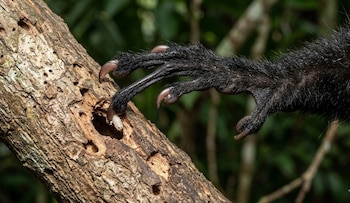Primer plano de la mano peluda y oscura de un aye-aye con largas uñas, extrayendo una larva blanca de un agujero en un tronco de árbol. Fondo verde borroso