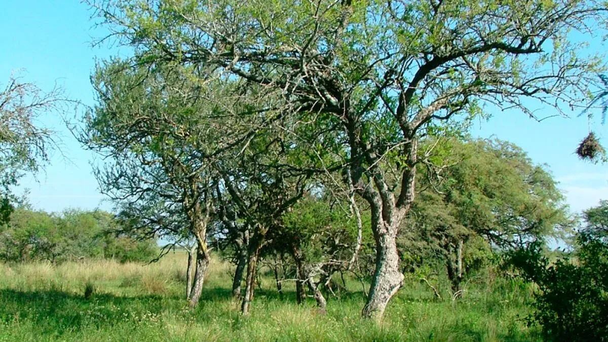 Un mapa para conocer mejor el país y producir con más información: Argentina identificó 133 ecosistemas