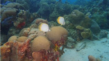 Criando larvas de coral, investigadores