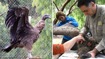 Pesaba 4 kilos y no podía volar: cómo fue la recuperación de Daniel, el cóndor que volvió a su hábitat en las sierras de Córdoba