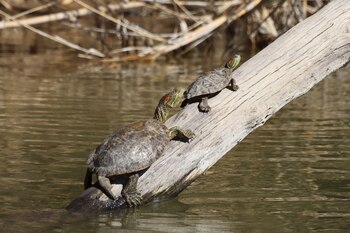 ARCHIVO - Las tortugas disfrutan