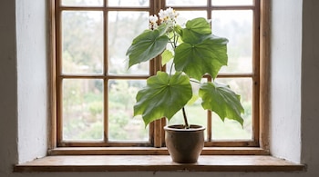 Planta verde con flores blancas en maceta de barro sobre alféizar de madera. Ventana con múltiples paneles. Paredes blancas en los costados.