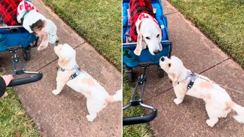 amistad, perros, tiktok, video, errol, romeo, mascotas, animales