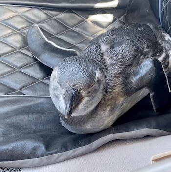 Las costas uruguayas están recibiendo