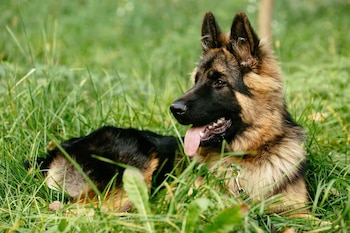Un perro pastor alemán de pelaje negro y pardo permanece acostado sobre la hierba con la lengua afuera