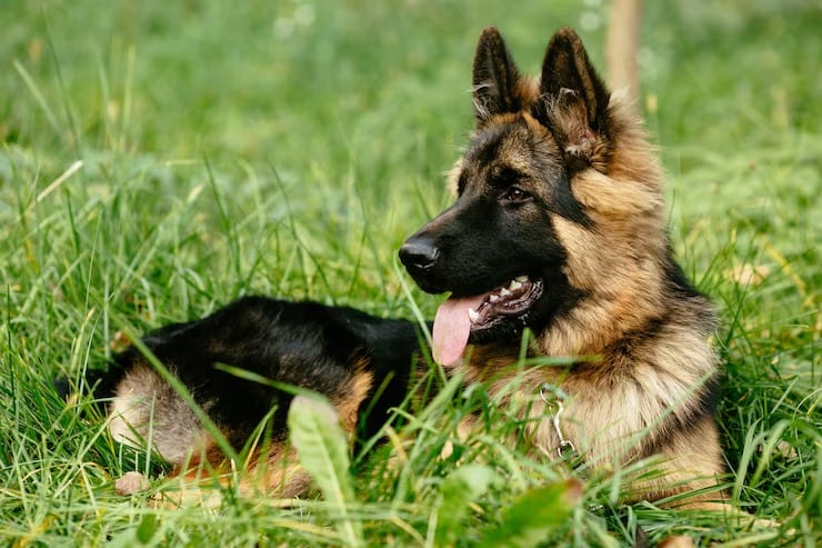 Un modelo acústico entrenado con más de 6.000 horas de grabaciones superó a los sistemas generales en el reconocimiento de ladridos caninos (Magnific)