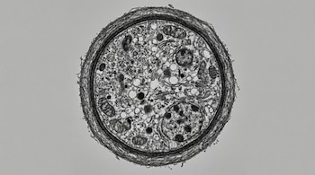 La capacidad de los hongos