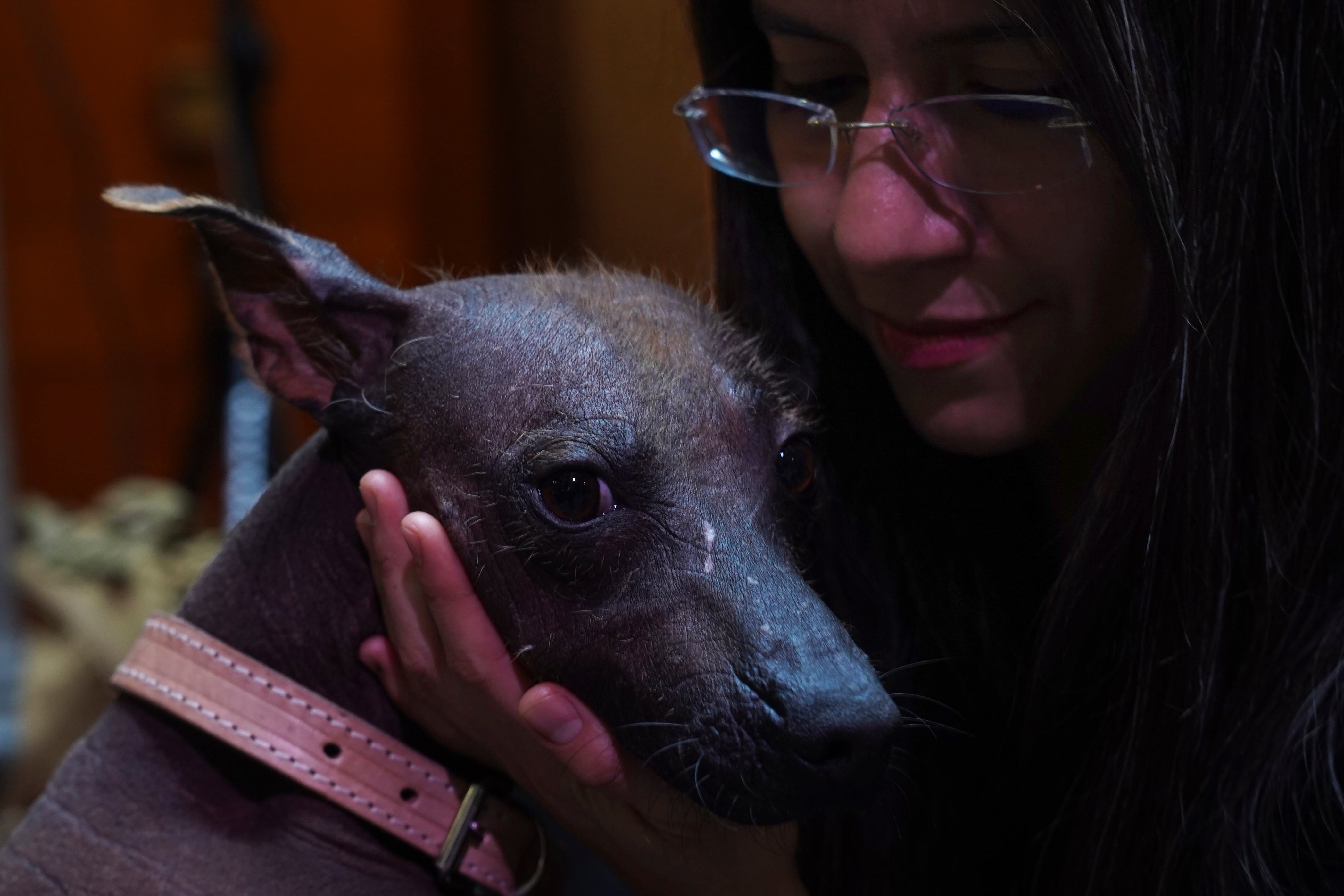Festival del perro xoloitzcuintle: cuándo y dónde será el primer evento alusivo a esta raza prehispánica mexicana