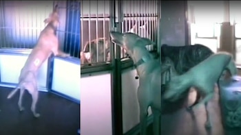 El galgo Red se dirigía