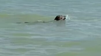 El ejemplar se encontraba nadando