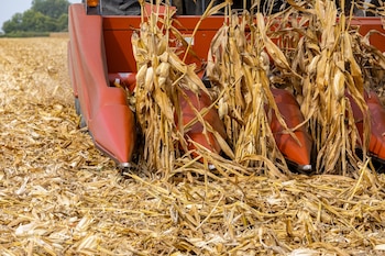 Según Bruno, los argentinos "tenemos