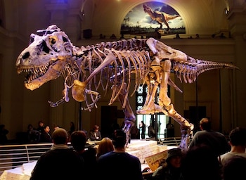 Sue fue el primer dinosaurio en subastarse, en 1997, por 8,36 millones de dólares, y hoy es pieza permanente del Field Museum de Chicago/Archivo REUTERS