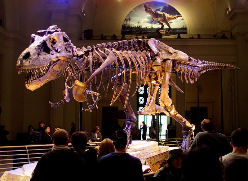 Sue fue el primer dinosaurio en subastarse, en 1997, por 8,36 millones de dólares, y hoy es pieza permanente del Field Museum de Chicago/Archivo REUTERS