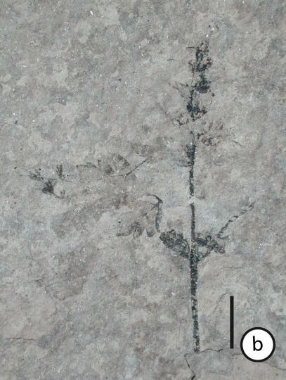 El hallazgo permite estudiar en conjunto hojas y flores de una misma flora extinta por encontrarse en la misma capa de sedimento (G. Puebla, M. Prámparo / CONICET)