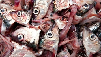 pesca-- anchoveta