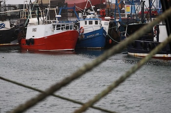 Barcos pesqueros permanecen amarrados en