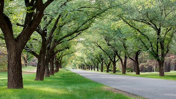 Científicos desarrollaron una herramienta gratuita para que las comunidades participen en las decisiones sobre árboles urbanos y espacios verdes urbanos/Steve Lovegrove