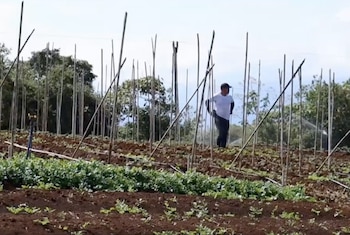 Los proyectos de riego en Oreamuno y Paraíso beneficiarán a decenas de productores agrícolas. Cortesía: Captura video redes sociales Presidencia de la República