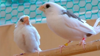 El sorprendente vínculo entre el canto de los pájaros, el lenguaje humano y las ballenas