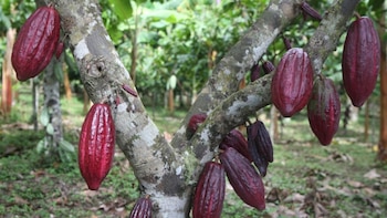 Destinan más de S/ 10 millones para potenciar el cacao loretano