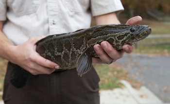 La competencia por alimento y