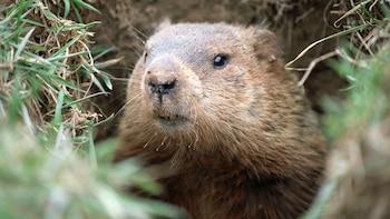 Groundhog - Marmota