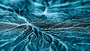 “La corteza visual sufre cambios