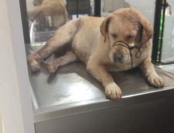 La perrita fue encontrada en