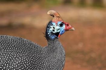 Primer plano del perfil de una pintada con casco, con piel azul en la cabeza y plumaje gris con puntos blancos