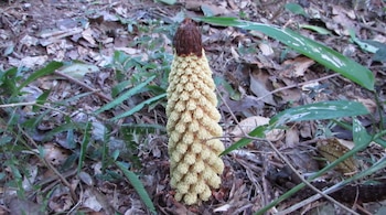 Una planta cónica amarilla con punta marrón emerge de la hojarasca del suelo. Alrededor hay hojas secas, ramas y vegetación verde