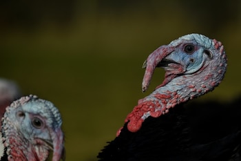 Foto de archivo. Pavos negros