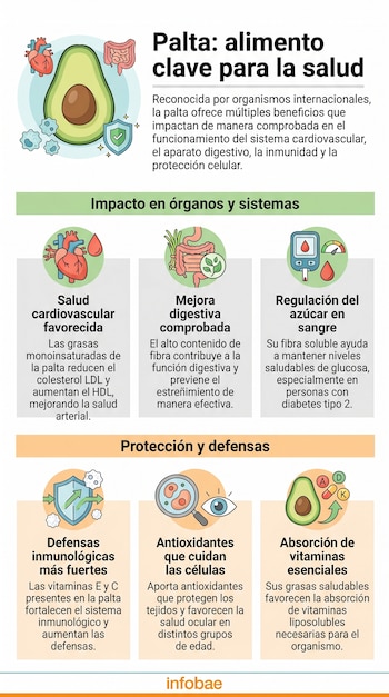 Infografía con una palta cortada al centro, flanqueada por ilustraciones de un corazón, intestinos, células y un escudo protector. Destaca sus beneficios para la salud.