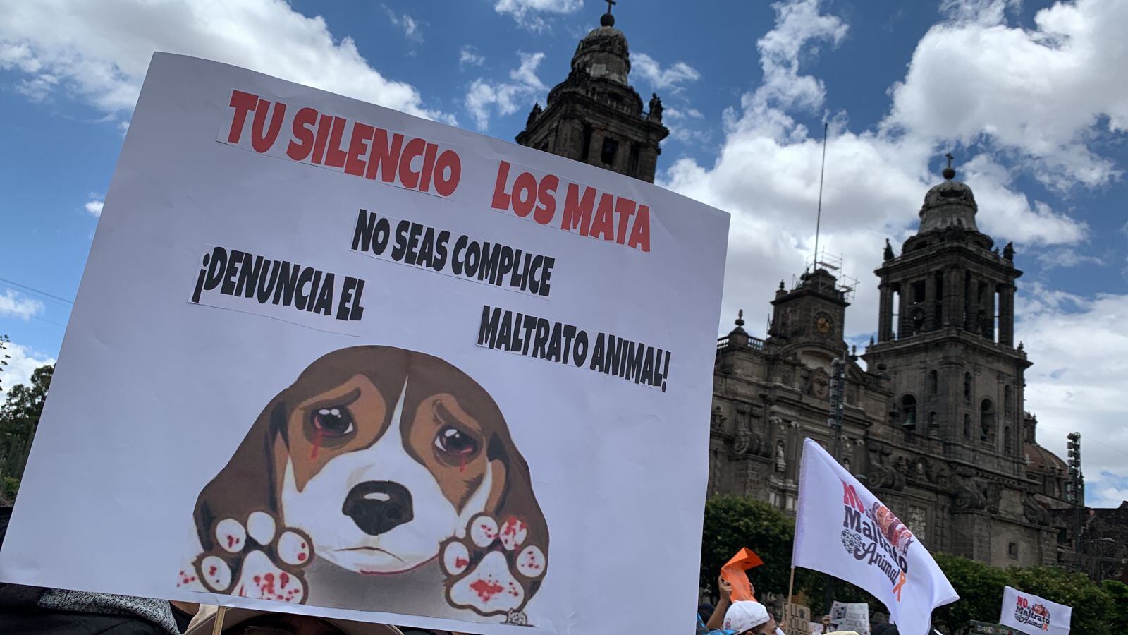 En México activistas defienden a los animales en situación de violencia. Foto: Twitter, @betoestrada_75