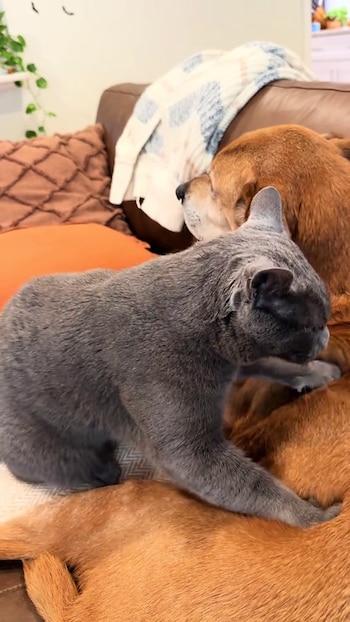 El amasado de los gatos