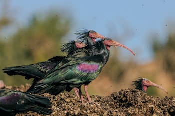 Ejemplares de ibis eremita. (Thaïs Girard-Ang/iNaturalist CC BY-NC 4.0)