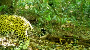 Una mancha lo hacía peculiar