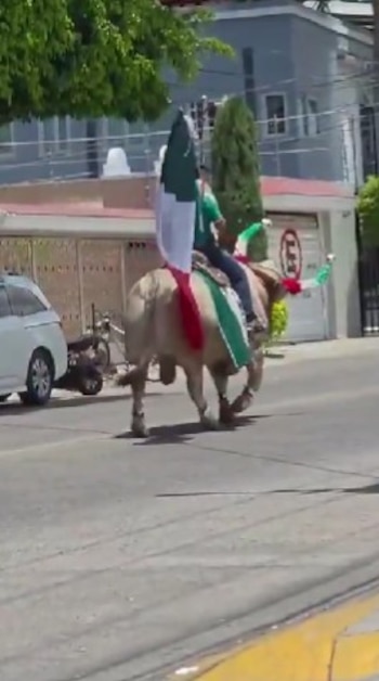 La Selección Mexicana y usuarios de redes reaccionaron con humor ante una escena que ya es fenómeno digital.
