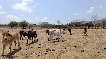 El sector agrícola de Costa Rica atraviesa una de sus peores crisis en décadas