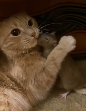 La convivencia supervisada por Irina