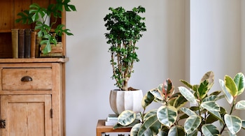 Un mueble de madera con libros antiguos, una planta alta en maceta blanca sobre mesa de madera, y una planta de hojas variegadas.