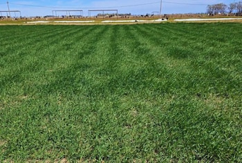 Investigadores del INTA Manfredi, Córdoba,