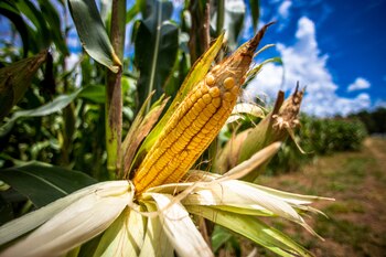 Fue importante el volumen de