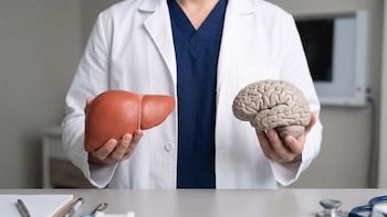 Un médico con bata blanca sostiene el modelo de un hígado y el de un cerebro frente a una mesa con estetoscopio y libreta