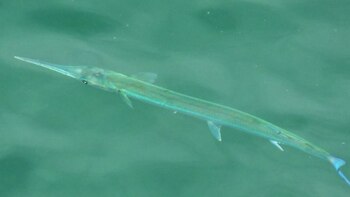 Qué es el peligroso pez