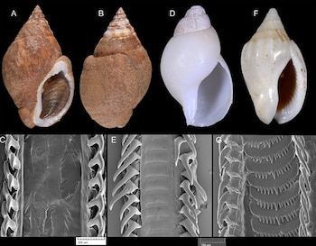 Tres conchas de caracoles marinos clasificadas con letras y tres micrografías de sus rádulas en la parte inferior