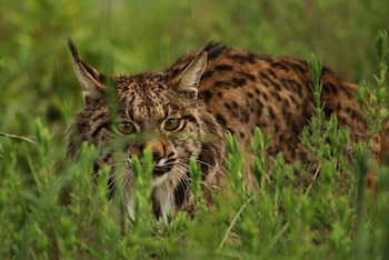Ejemplar de lince ibérico. (Lynx ex Situ/Wikimedia Commons)